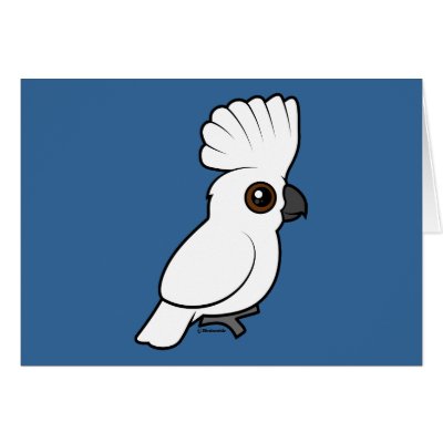 Umbrella Cockatoo (raised)