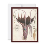 Umbrella Squid, Vintage Marine Life Animals