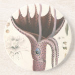 Umbrella Squid, Vintage Marine Life Animals Coaster