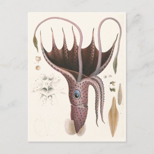 Umbrella Squid Vintage Marine Life Animals Postcard