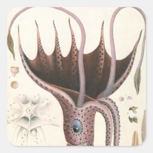 Umbrella Squid, Vintage Marine Life Animals Square Sticker