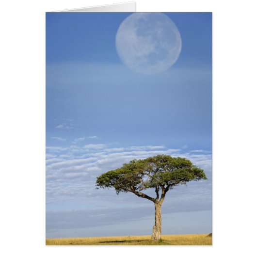 Umbrella Thorn Acacia, Acacia tortilis, and (Front)