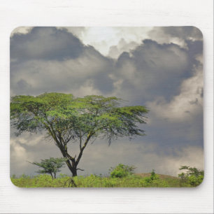Umbrella Thorn Acacia, Acacia tortilis, and 2 Mouse Pad