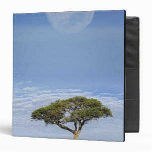 Umbrella Thorn Acacia, Acacia tortilis, and 3 Ring Binder