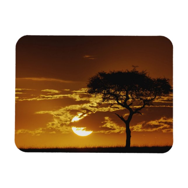 Umbrella Thorn Acacia, Acacia tortilis, Magnet (Horizontal)