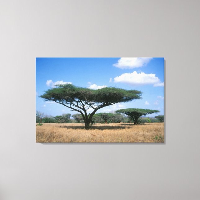 Umbrella Thorn Acacia (Acacia tortilis), Mkuze Canvas Print (Front)