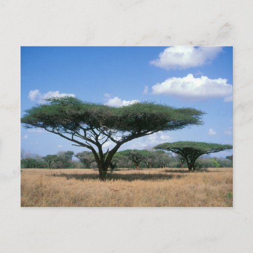 Umbrella Thorn Acacia Acacia tortilis Mkuze Postcard
