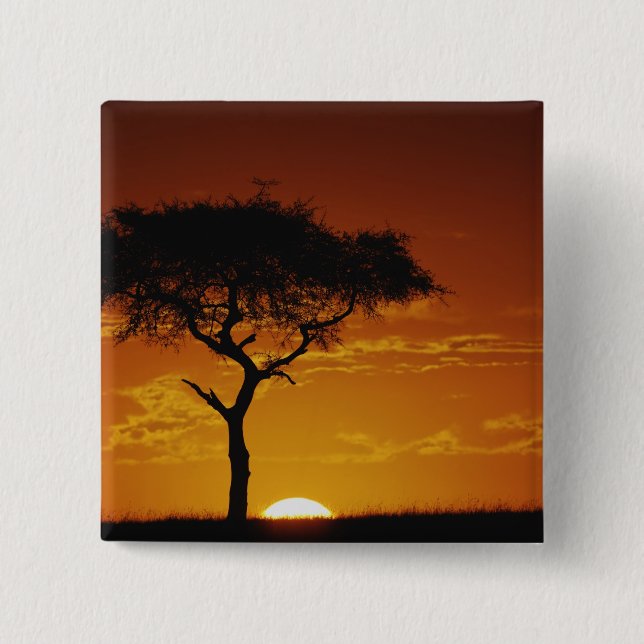 Umbrella Thorn Acacia, Acacia tortilis, Pinback Button (Front)