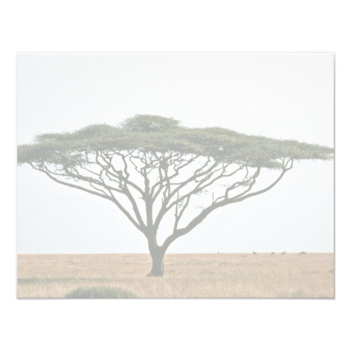 Umbrella Thorn Acacia Tree Announcements