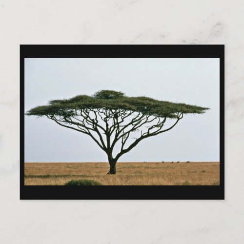 Umbrella Thorn Acacia Tree Postcard