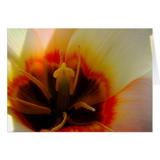 Umile Cards (Front Horizontal)