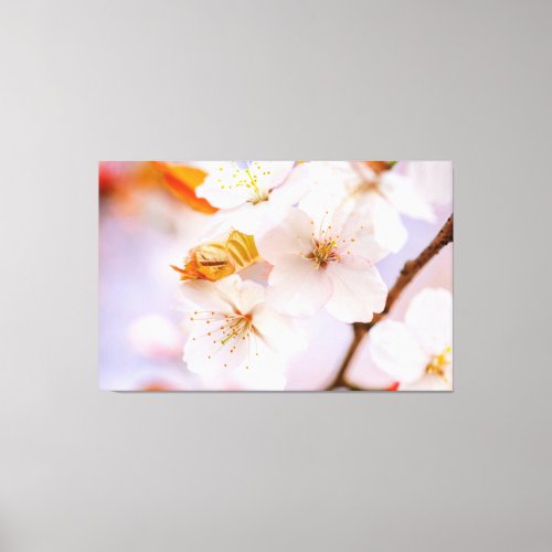 Unbelievable Beauty Of Sakura Flowers In Spring Canvas Print