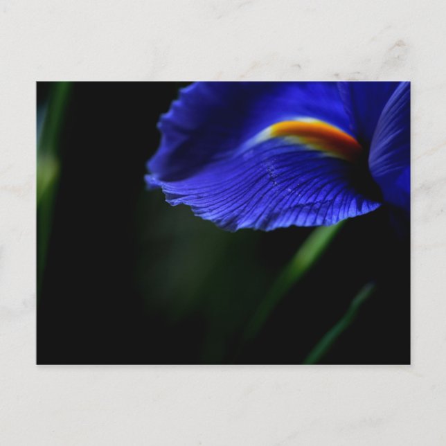 Uncommonly Beautiful postcard (iris) (Front)