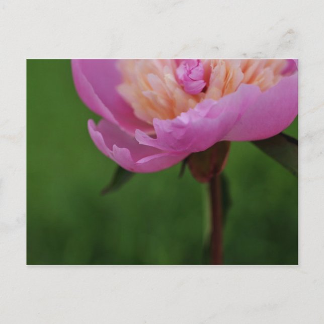 Uncommonly Beautiful postcard (peony) (Front)