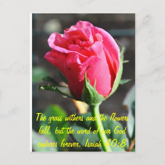 undefined postcard (Front)