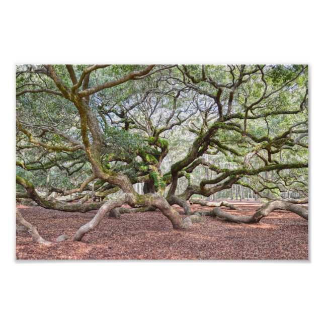 Under Angel Oak, South Carolina Photo Print (Front)