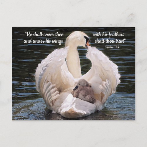 Under His Wings swan carrying cygnet Postcard