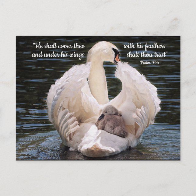 Under His Wings swan carrying cygnet Postcard (Front)