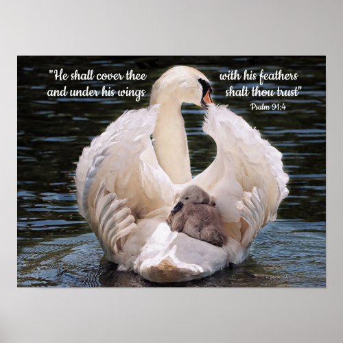 Under His Wings swan carrying cygnet Poster