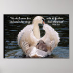 Under His Wings Swan Carrying Cygnet Poster at Zazzle