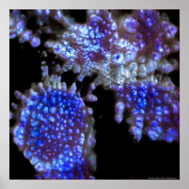 Under the Microscope Art Print (Front)