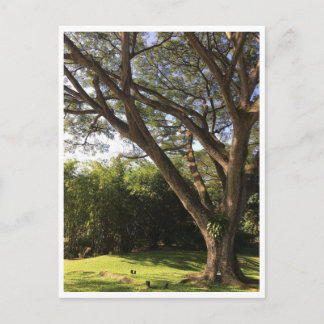 Under the rain tree postcard