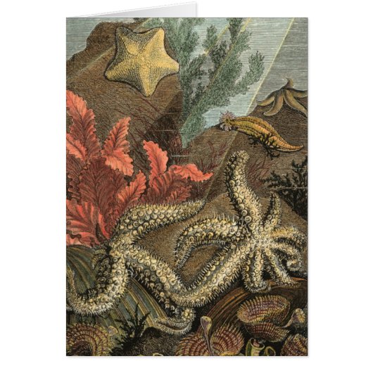 Under the Sea Cards (Front)