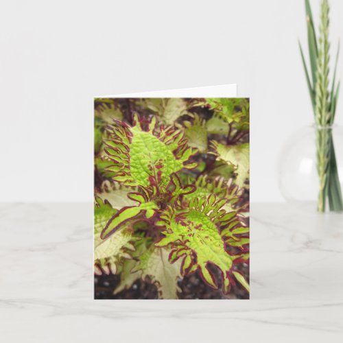 Under The Sea Coleus Photo Folded Note Card