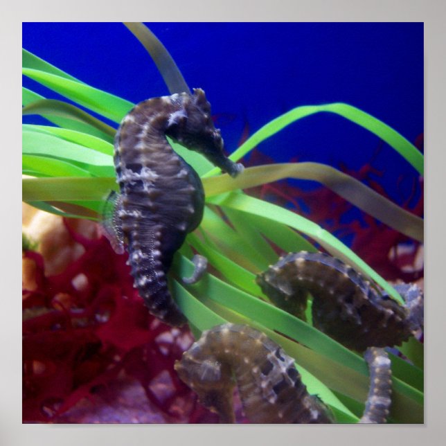 Under the Sea (Horse) Poster (Front)