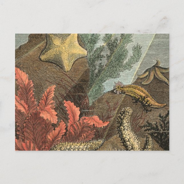 Under the Sea Postcard (Front)