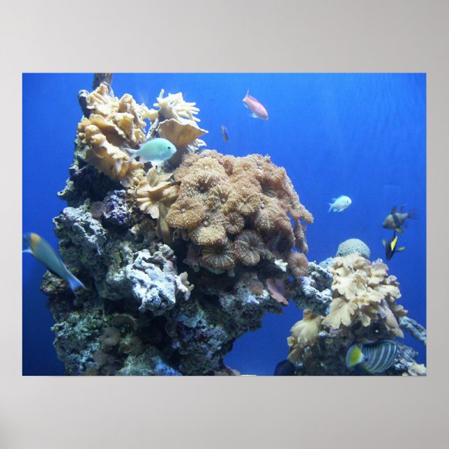 Under the Sea Poster (Front)