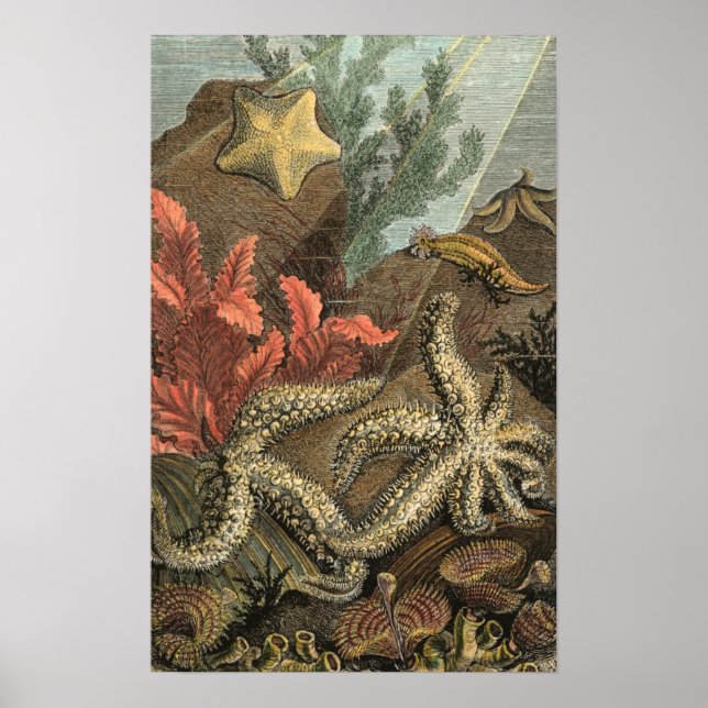 Under the Sea Poster (Front)