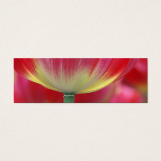 under the skirt of tulips (Front)