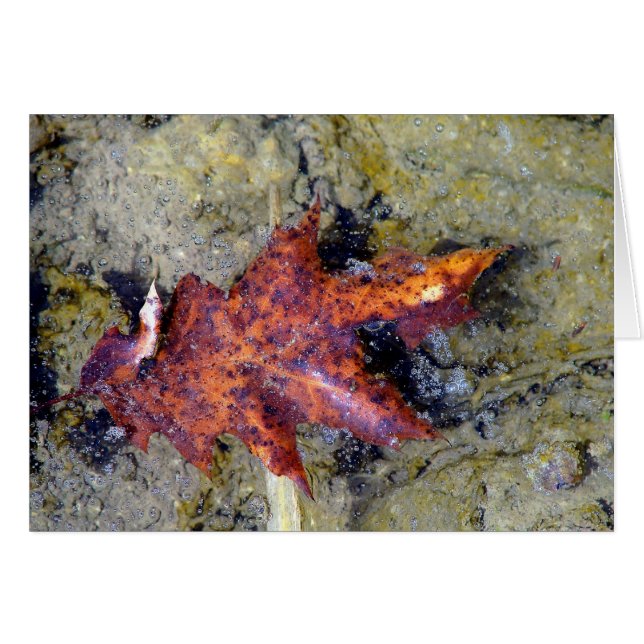 Under Water (Front Horizontal)