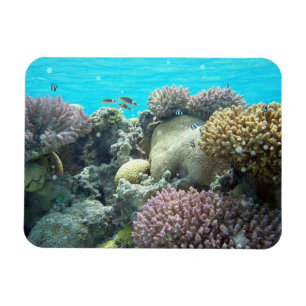 Under Water, Coral Reef, Magnet