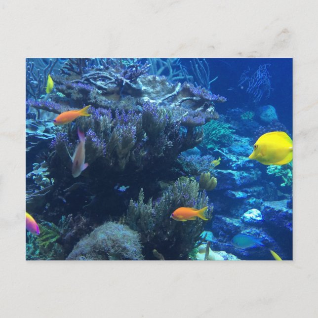 Under Water Ocean World And Summer Story  Postcard (Front)