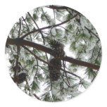 Underneath the Snow Covered Pine Tree Winter Photo Classic Round Sticker