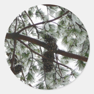 Underneath the Snow Covered Pine Tree Winter Photo Classic Round Sticker