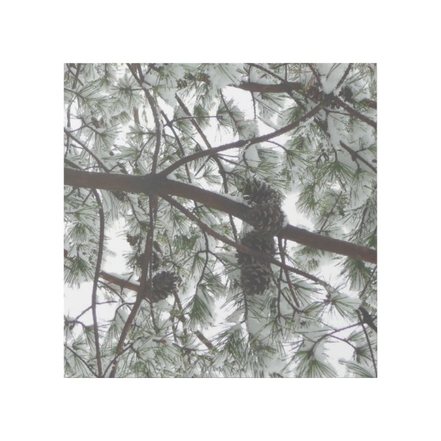 Underneath the Snow Covered Pine Tree Winter Photo Gallery Wrap (Front)