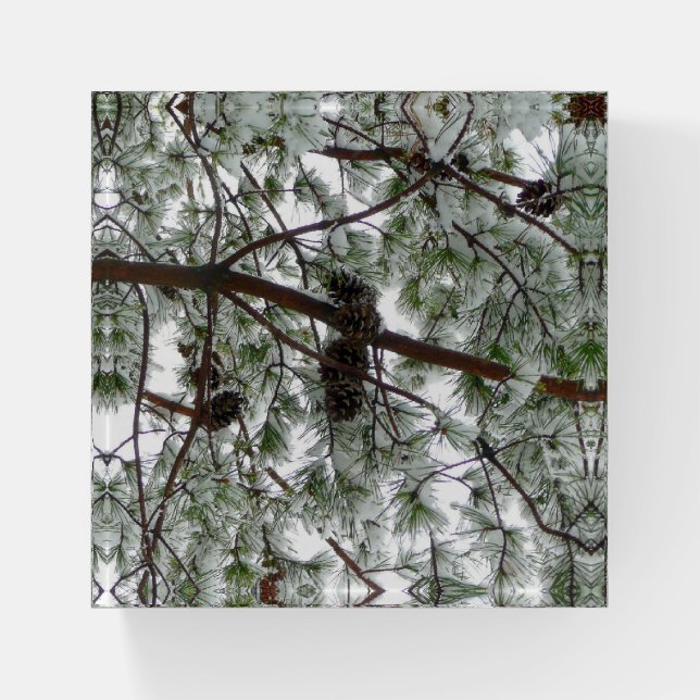 Underneath the Snow Covered Pine Tree Winter Photo Paperweight (Front)