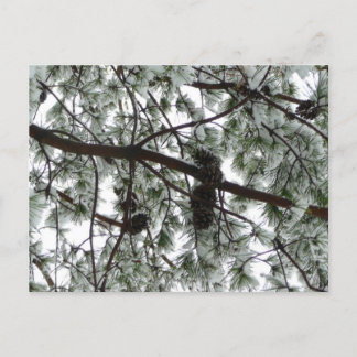 Underneath the Snow Covered Pine Tree Winter Photo Postcard