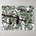 Underneath the Snow Covered Pine Tree Winter Photo Poster