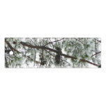Underneath the Snow Covered Pine Tree Winter Photo Ruler