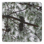 Underneath the Snow Covered Pine Tree Winter Photo Trivet