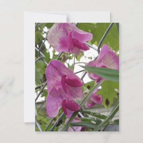 Underneath the Sweet Pea Canopy Note Card