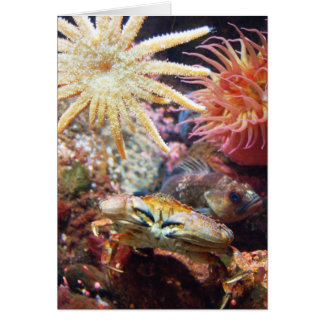 Undersea Cards