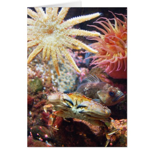 Undersea Cards (Front)
