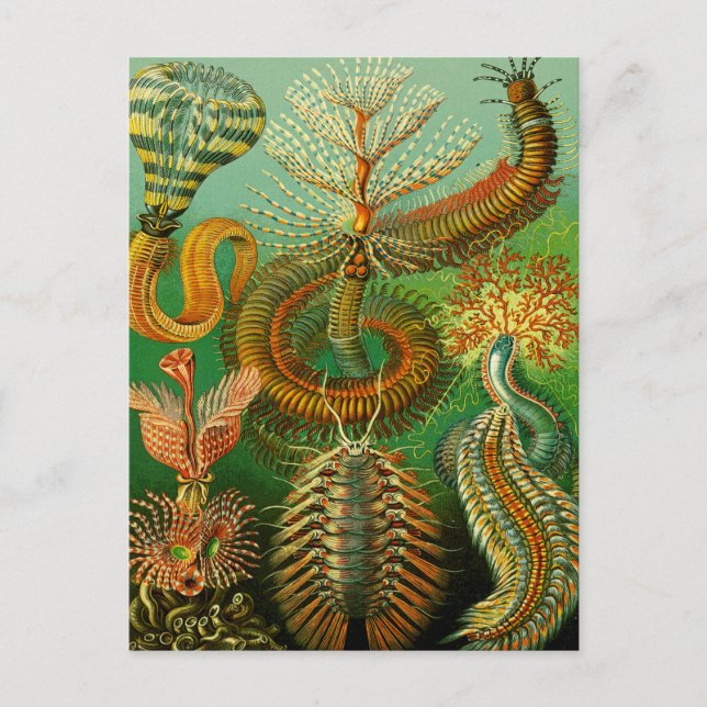 Undersea Color Postcard (Front)