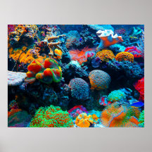 Undersea Tropical Coral Reef