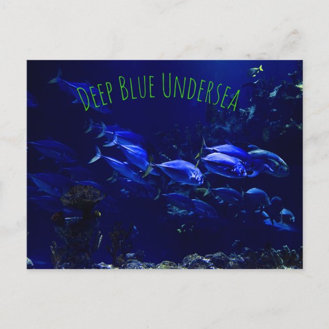 Undersea Tropical Fish Postcard (Front)